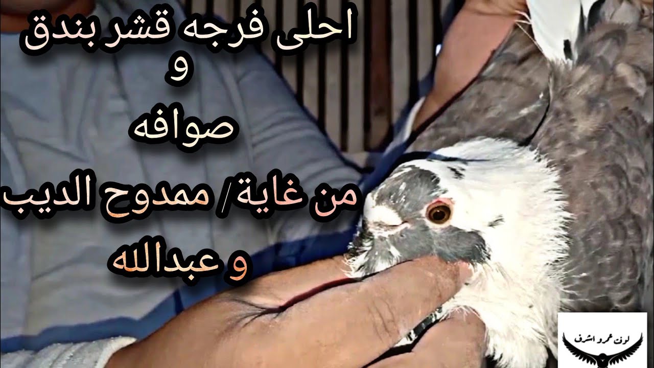احلى فرجه حمام صوافه و قشر بندق و بيوت قديمه من غاية / ممدوح الديب و عبدالله#عمرو_اشرف
