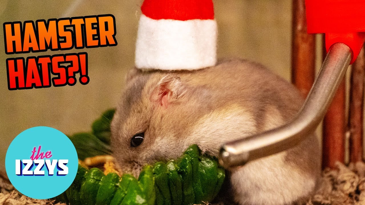 HAPPY THE HAMSTER'S FIRST BIRTHDAY! Yes, He Wears A Hat