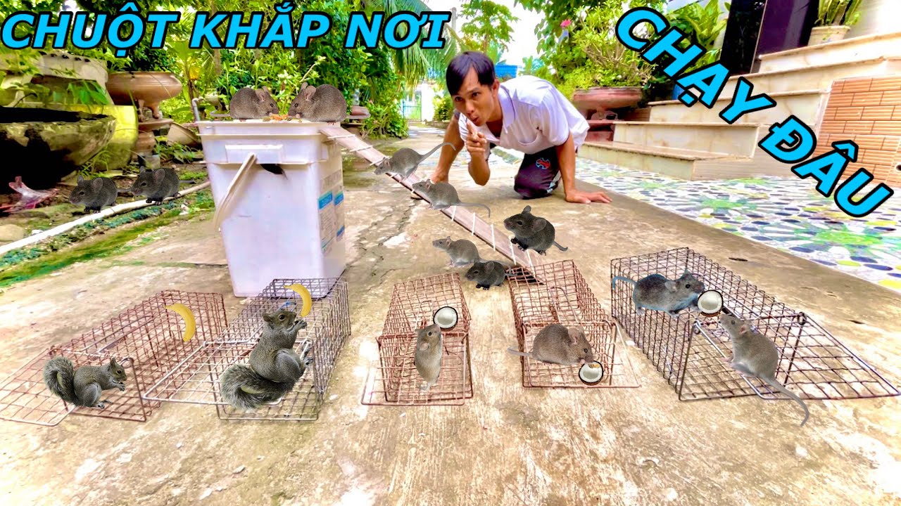 Chế Tạo Bẩy Chuột Bẩy Sóc Tự Động Bằng Thùng Nhựa Siêu Nhạy | Anh Tư Khải Tv