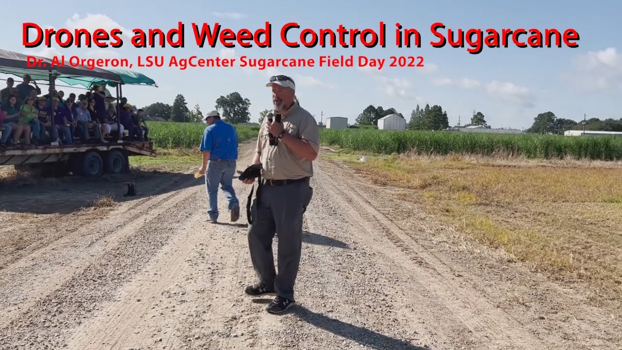 Drones and Weed Control in Louisiana Sugarcane