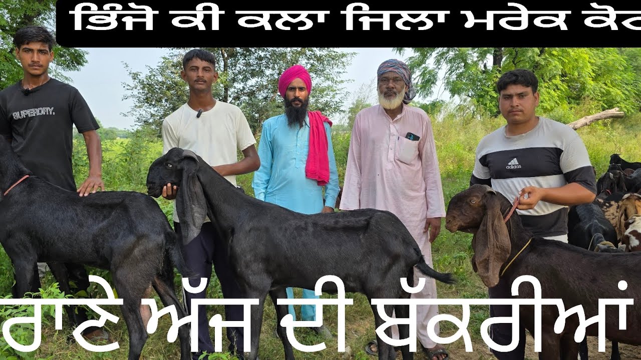 ਬਿੰਜੋ ਕੀ ਕਲਾ ਬਕਰੀਆਂ ਦਾ ਹੜ ਬਹੁਤ ਪੁਰਾਣੇ ਅਸਲੇ ਬਾਈਆਂ ਦੇ ਬਹੁਤ ਹੀ ਮਿਹਨਤਾਂ ਦੇ ਨਾਲ ਬਾਈਆਂ ਨੇ ਸਾਮੀ ਹੋਈ ਪੁਰਾਣੀ 