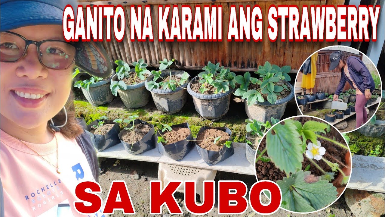 ⛔ WOW GANITO NA KARAMI ANG STRAWBERRY SA KUBO