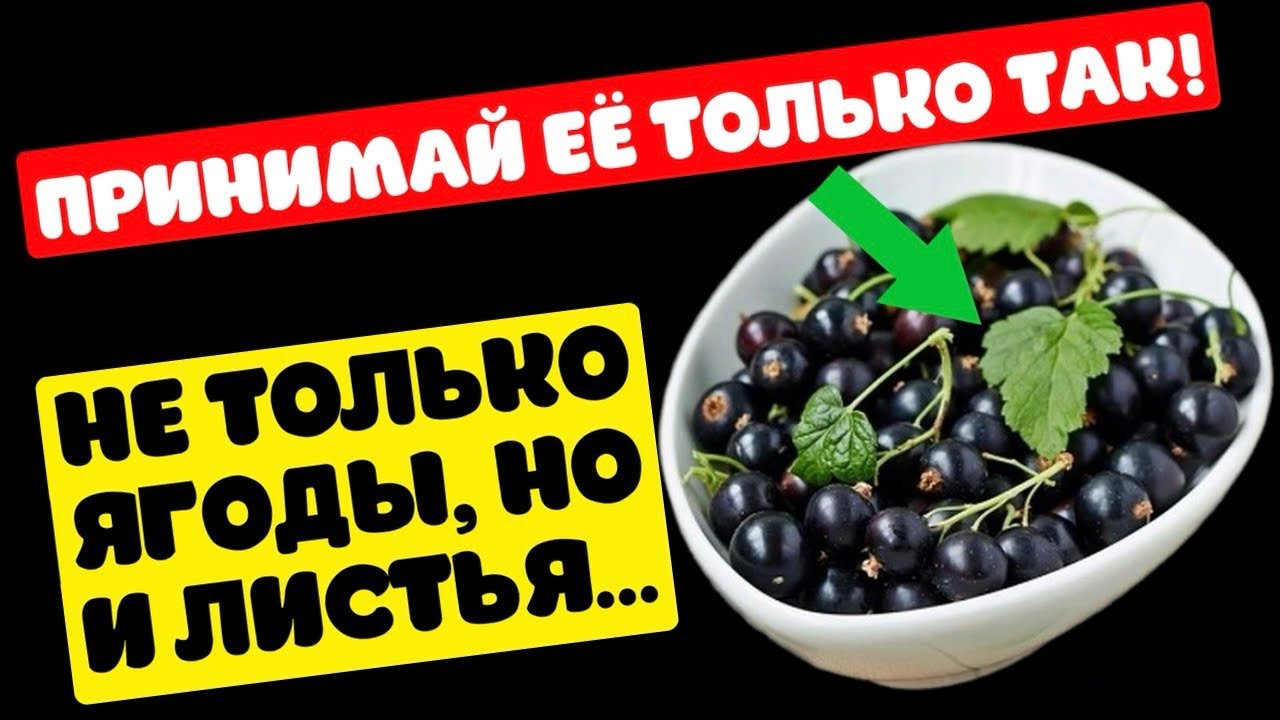 Как это возможно?! Что смородина делает с организмом: сердце, сосуды, зрение, кожа
