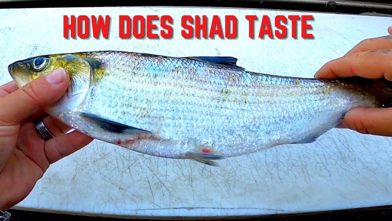 AMERICAN SHAD*** Is it worth eating ??