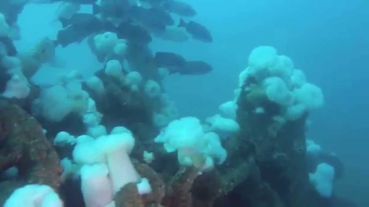 Monterey Blue Diving The Anchor Farm