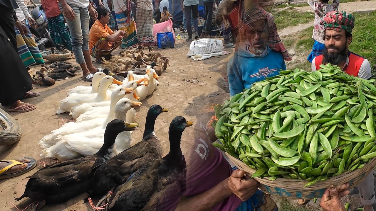 চরের বাজারে দেশি হাঁস ৮০০ টাকা জোড়া, দেশি মোরগ, সবজি বিক্রি | Rural market in Bangladesh 