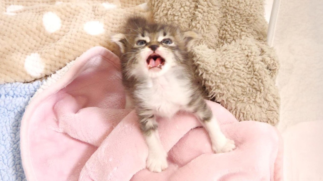 目覚めの赤ちゃん子猫がニャーニャー子猫に変身？【赤ちゃん猫　保護猫】