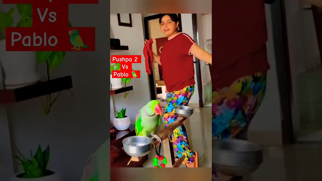 Pushpa 2 Vs Pablo Parrot Dance 😂❤️ #shorts #parrot #pushpa #pushpa2 #funny #cute #viral