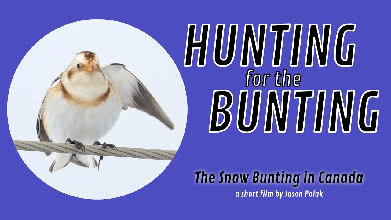 Hunting for the Bunting: The Snow Bunting in Canada