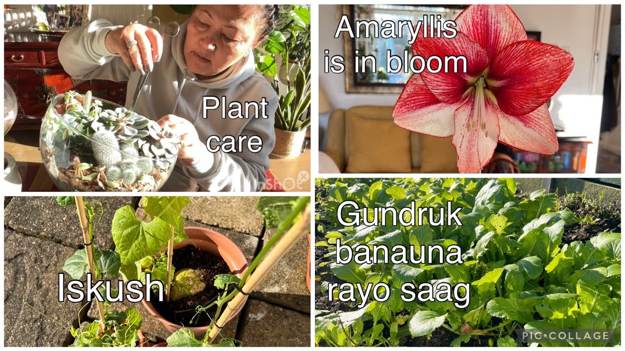 Winter plant care(succulents)Nepali vasama/Cutecactuspot 2022 UK