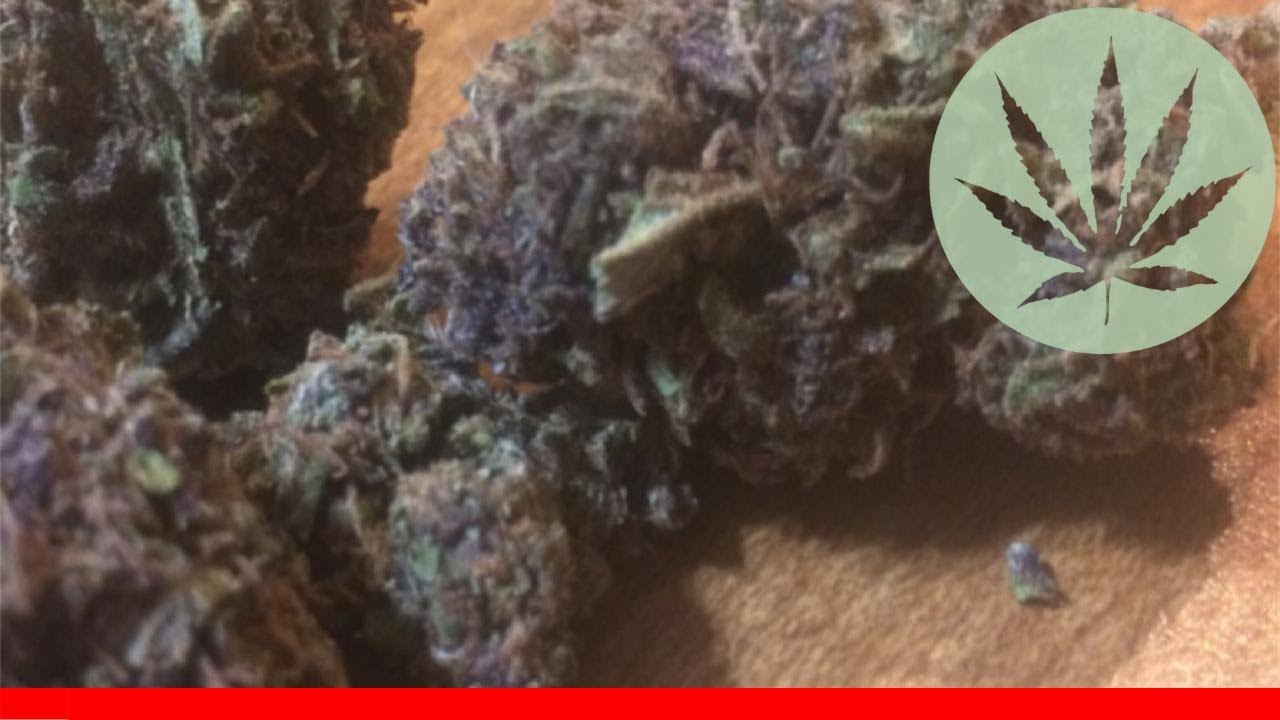 Grape Cookies - All About This Strain