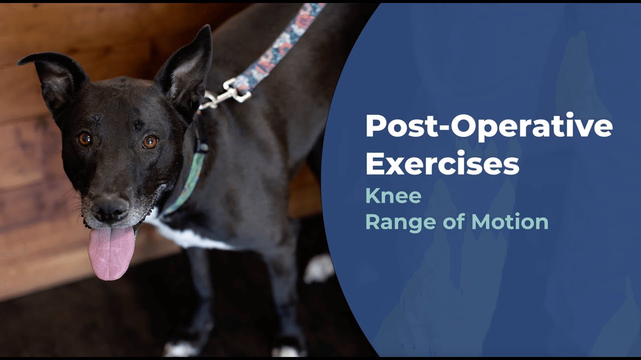 Knee Range of Motion Exercise for Your Pet | Capital Animal Hospital