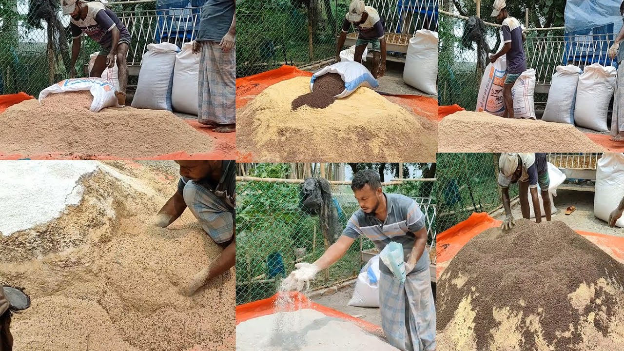 গরু পালনের সহায়তা নিন,সাত থেকে,আর্ট আইটেম,এর ভুসি কিভাবে মিক্সিং করে গরু কে পরিবেশন,করবেনI