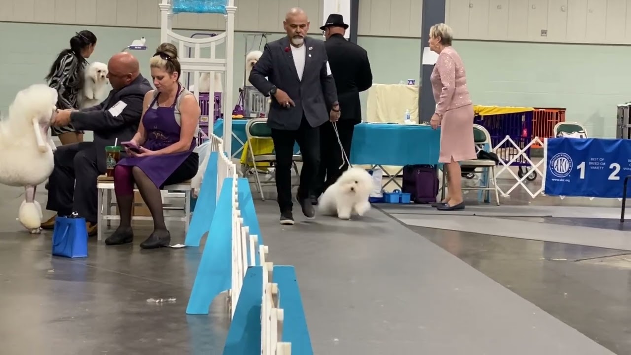 2022-11-30 Coton de Tulear Breed Judging Perry GA