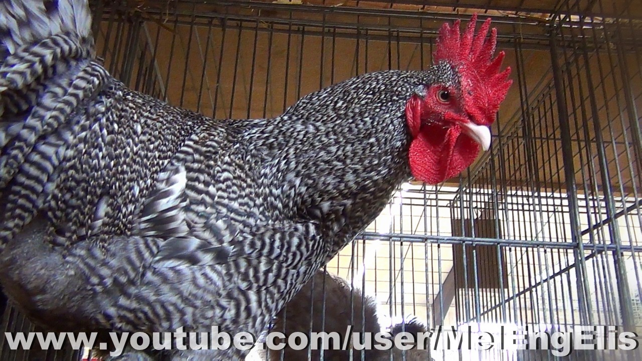 Coq et Poule Écossaise - Scots Grey Chicken - Exposition Avicole de Nœux-les-Mines 2026