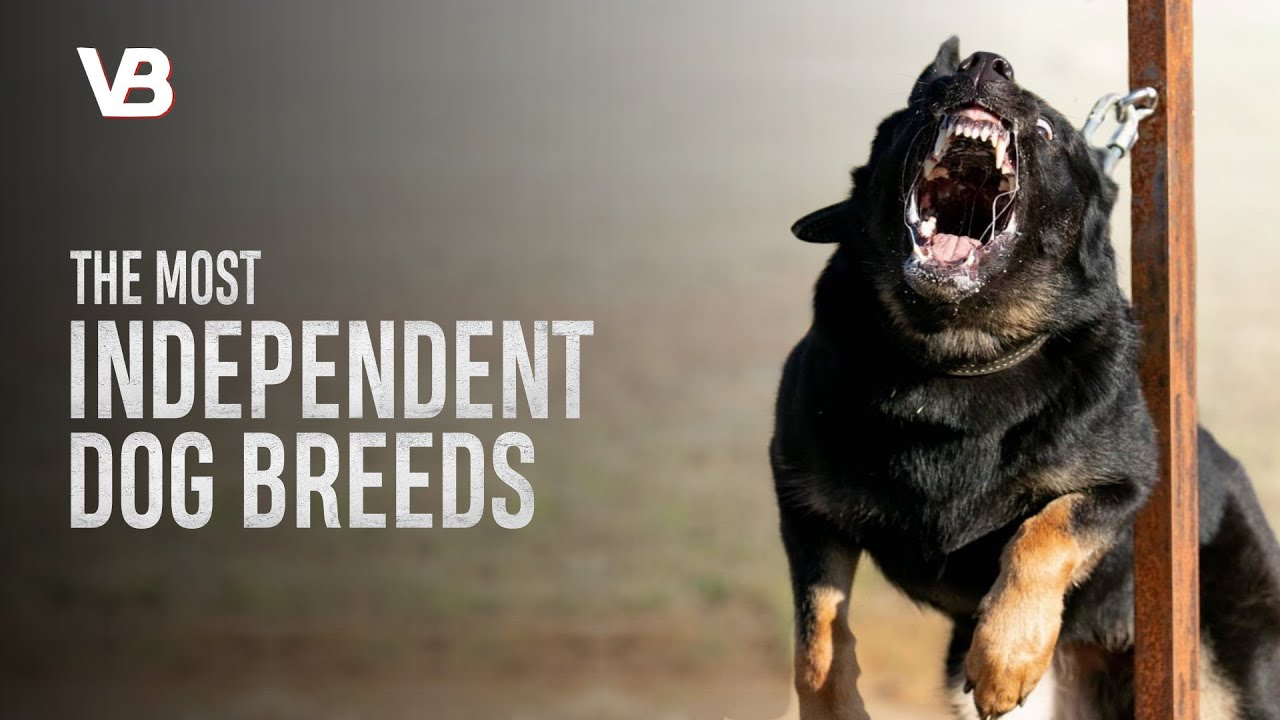 These Are 10 Most Independent Dog Breeds