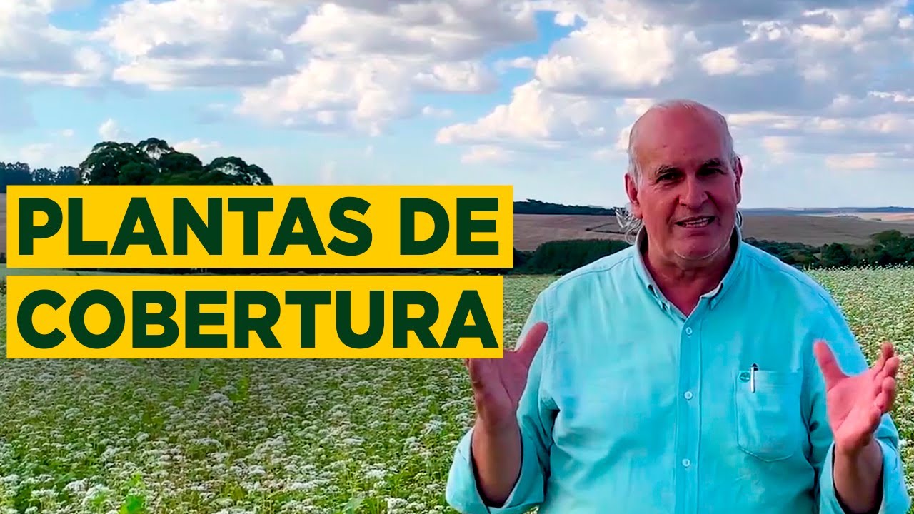 Quer Um Solo Mais Rico? Veja Por Que Usar Plantas de Cobertura!