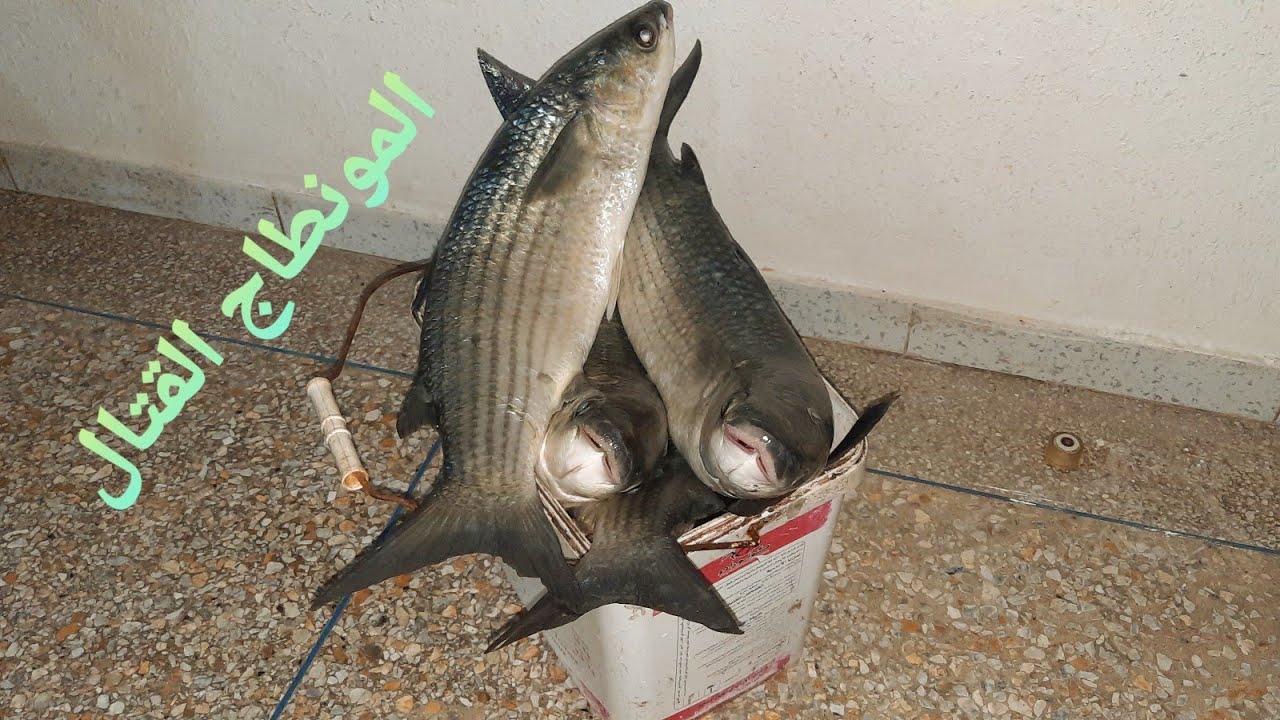 أحسن مونطاج لصيد سمك البوري العملاق