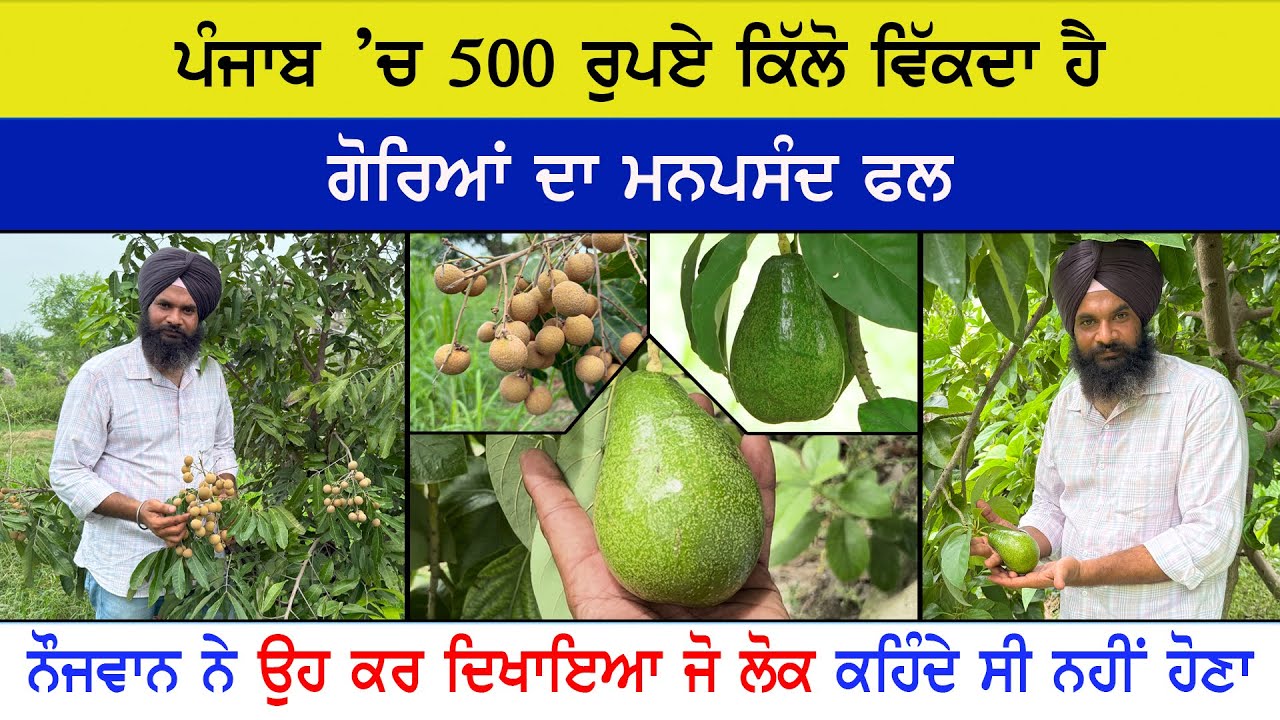 ਮੈਂ ਕਹਿੰਦਾ ਸੀ ਮੈਂ ਲਾਉਣਾ ਲੋਕ ਕਹਿੰਦੇ ਸੀ ਪੰਜਾਬ 'ਚ ਕਿੱਥੇ ਹੋਣੈ
