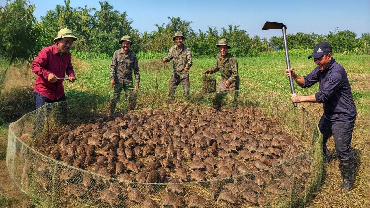 Phát Hiện Ổ Chuột Khủng Ngoài Bãi Cỏ Hoang, Cả Nhóm Phối Hợp Gần Nửa Tiếng Mới Bắt Hết