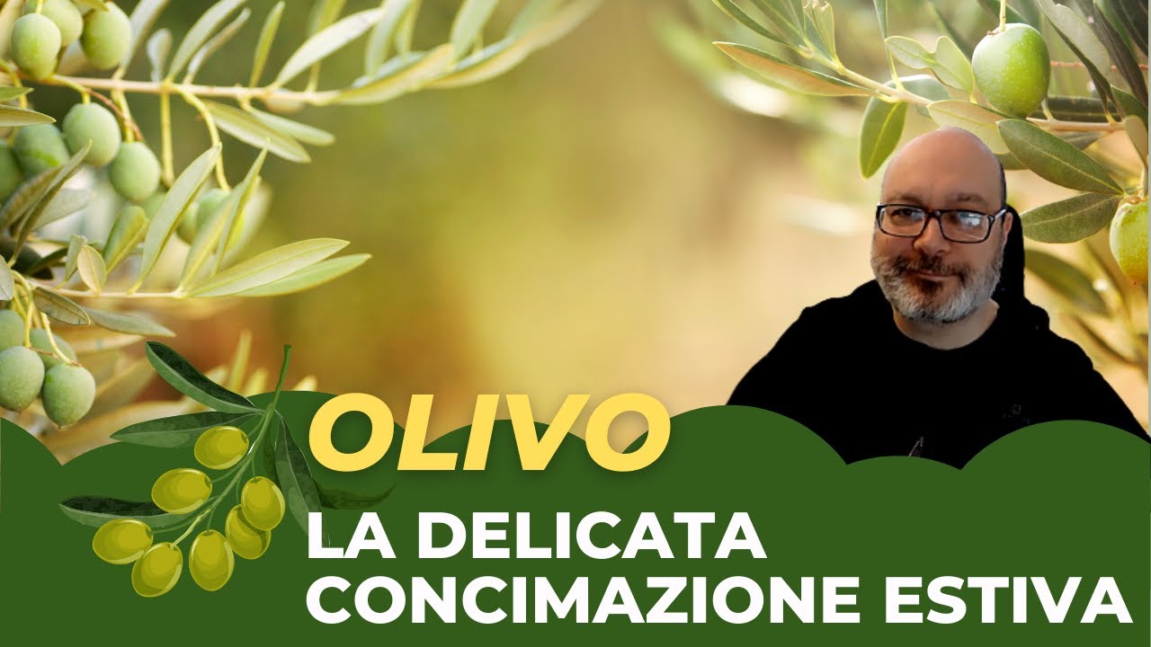 Concimazione dell'Olivo: cosa fare in estate e perché!