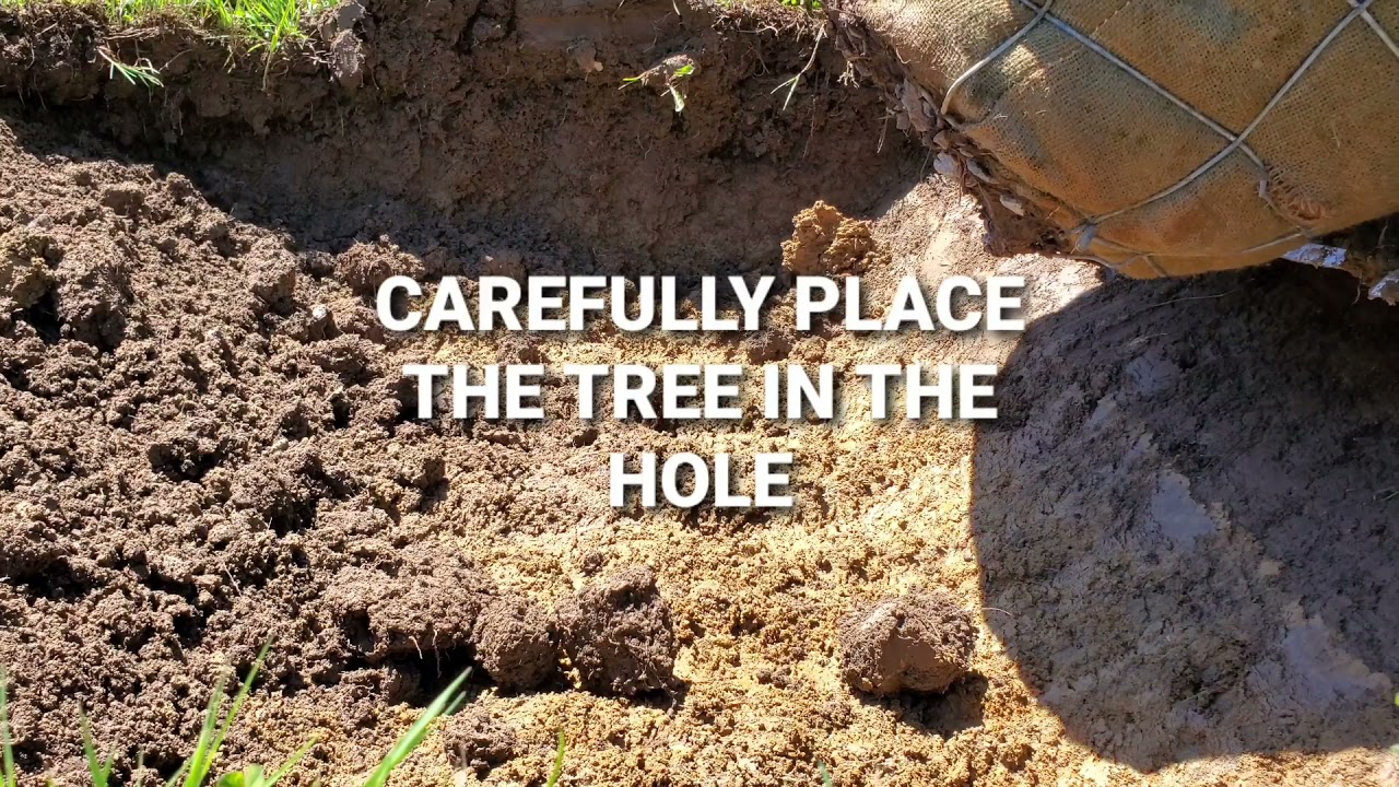 Planting 6 Foot Norway Spruce