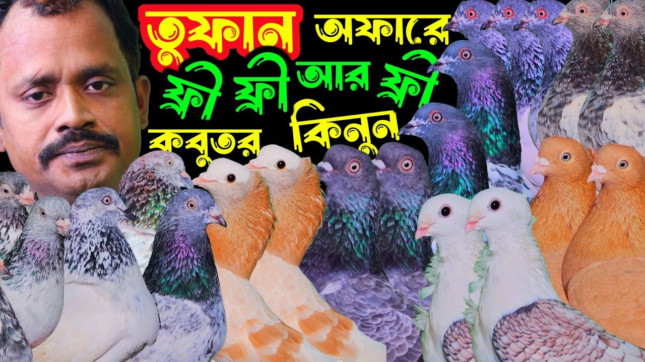 মহা ধামাকা অফারে পাল্লা করা হাইফ্লায়ার গিরিবাজ কবুতর কিনলেই ডেলিভারি ফ্রী | বাকবাকুম পায়রা | Pigeon 