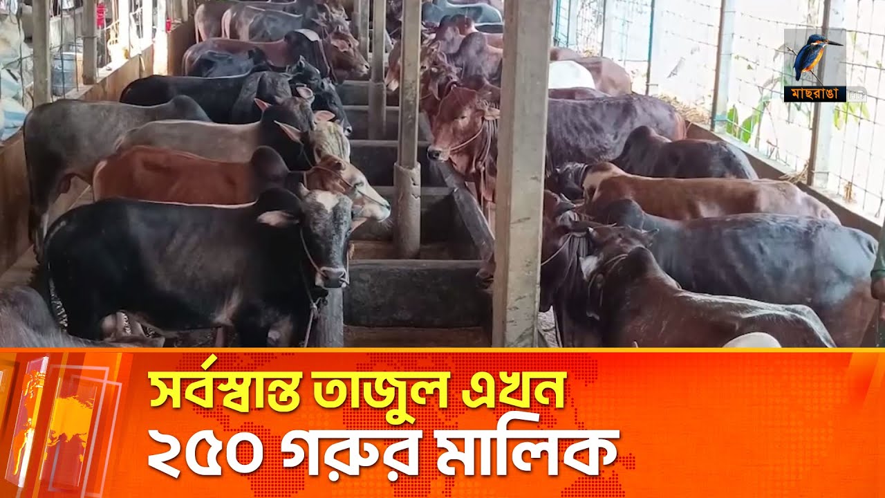 ৬ টি গরু দিয়ে শুরু করে এখন ২৫০ গরুর মালিক ব্রাক্ষণবাড়িয়ার তাজুল ইসলাম | Maasranga News