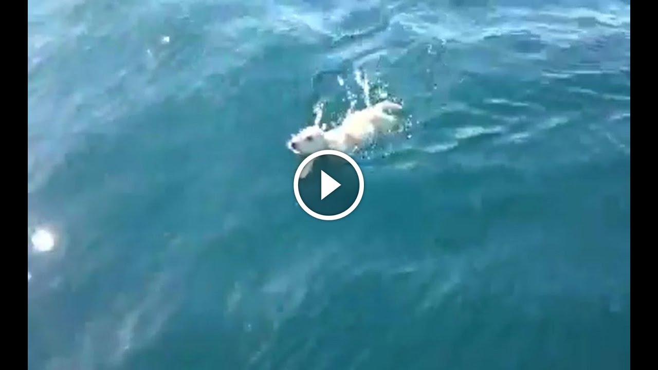 Napoli, cucciolo di cane in mezzo al mare: guarda il video del salvataggio