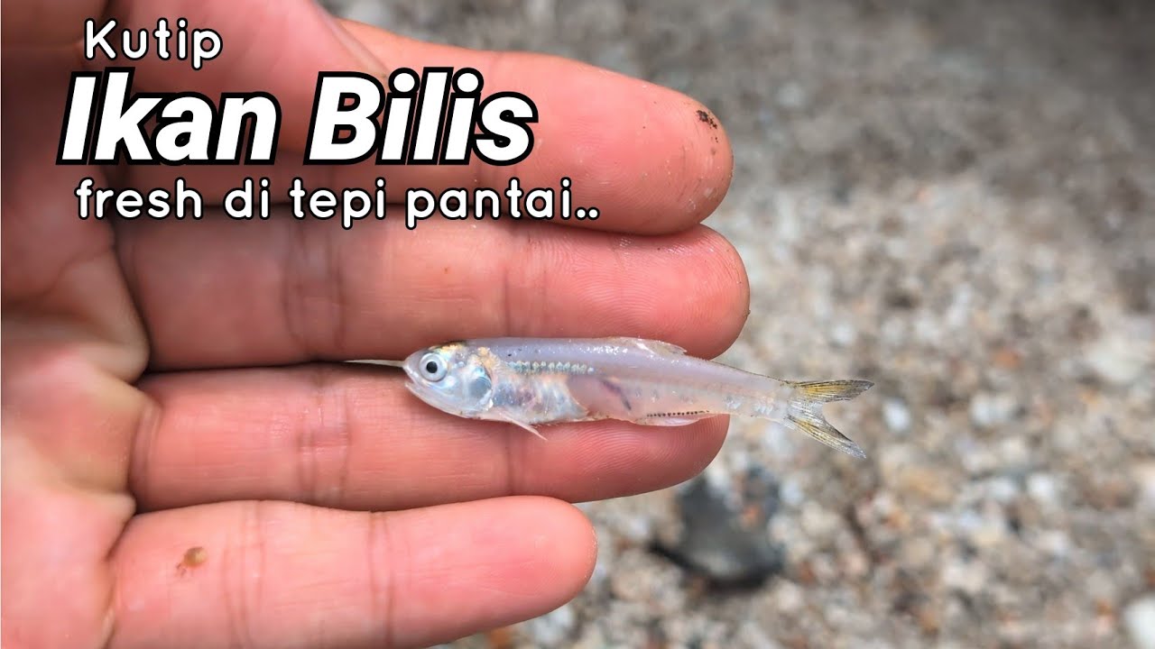 Santai di tepi pantai sambil mengutip siput sudu & ikan bilis.