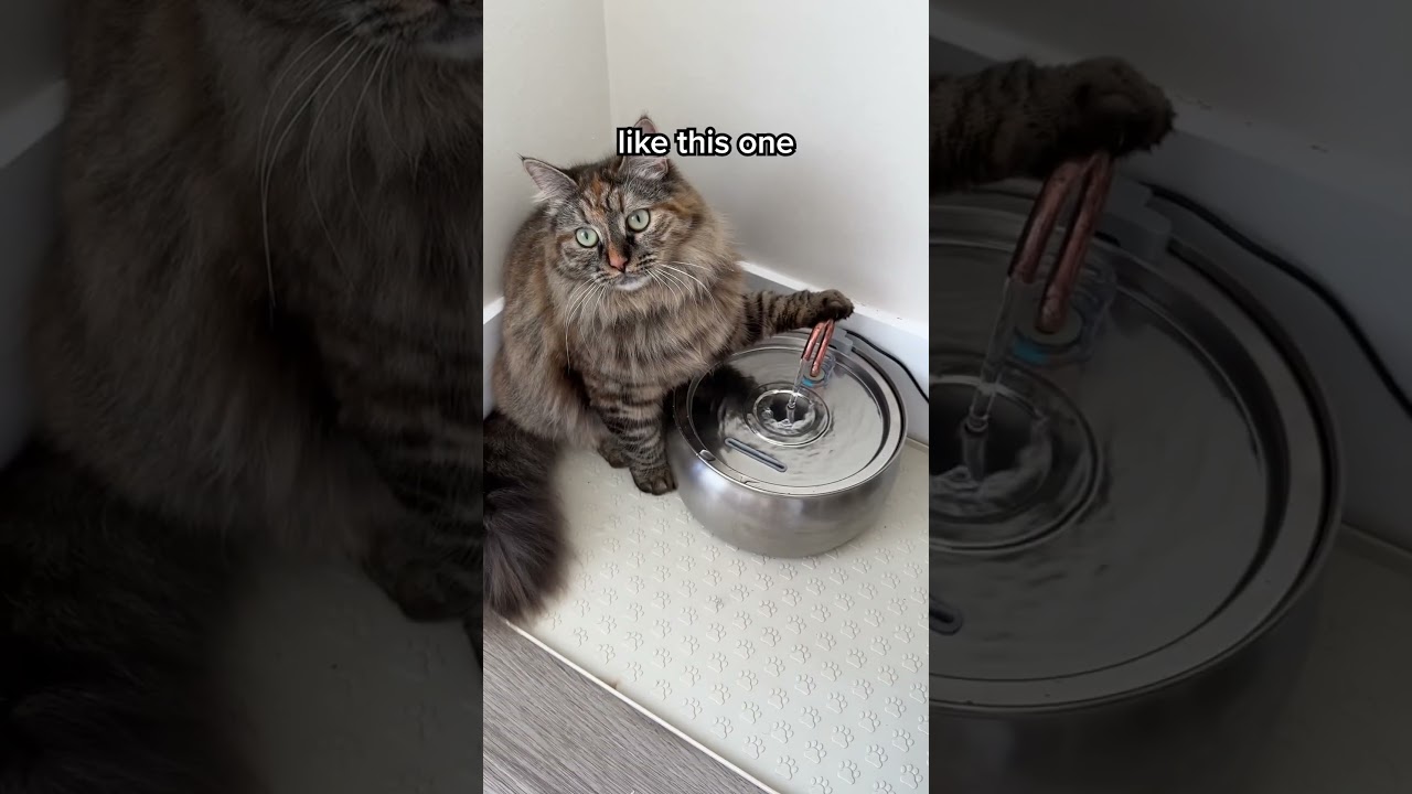 The #1 Vet Recommended Cat Fountain 😸