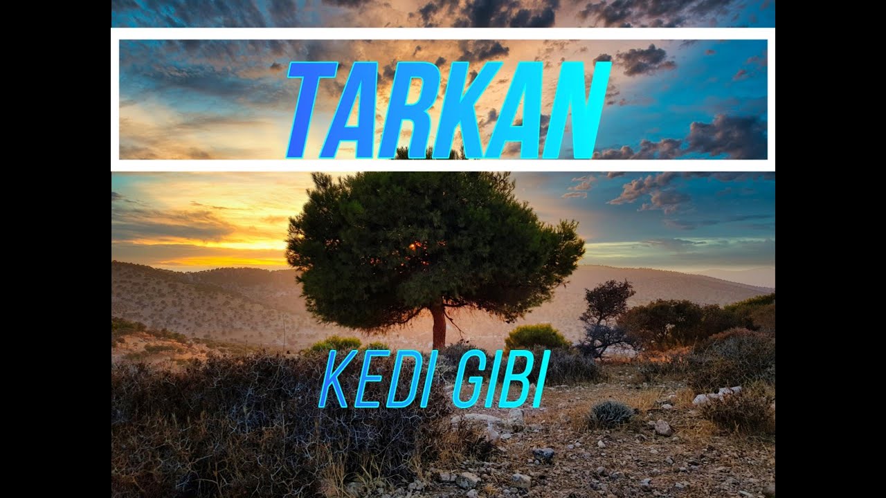 TARKAN - Kedi Gibi  (lyrics)