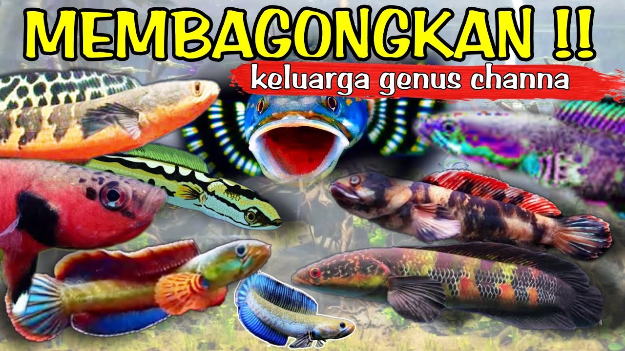 Wow 51 Jenis ikan Channa, Ga Nyangka Banyak Yang Unik !!