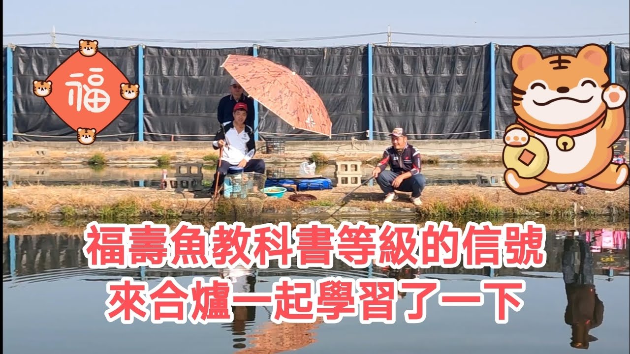 【福壽魚之章】這福壽魚教科書等級的標準信號，連旁邊的人都坐不住，來合爐學習一下了！