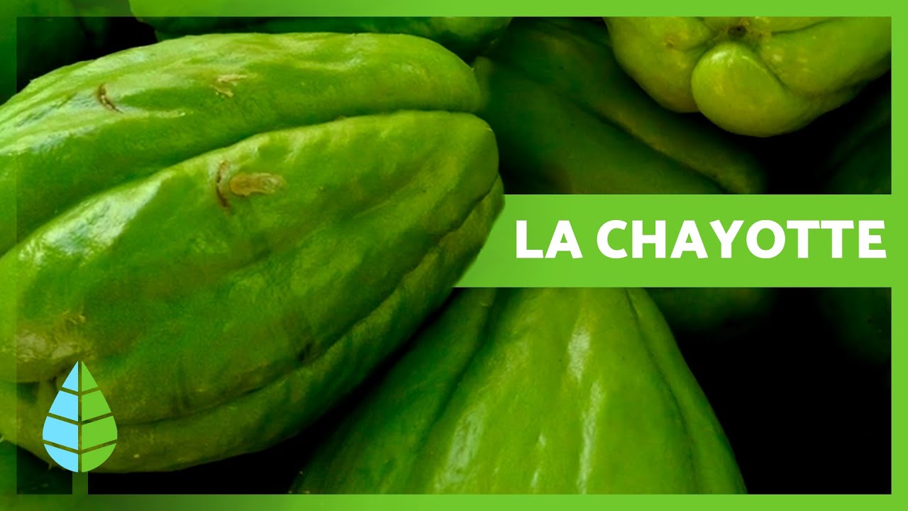 BIENFAITS de la CHAYOTE 🍐 Propriétés, contre-indications et comment cultiver la chayotte ✅
