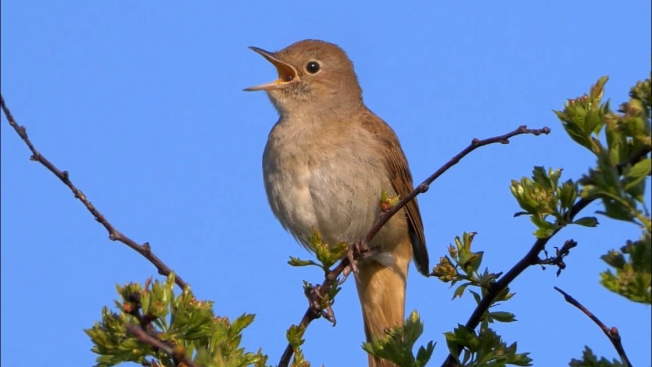Oiseau qui Chante: Le Chant du ROSSIGNOL