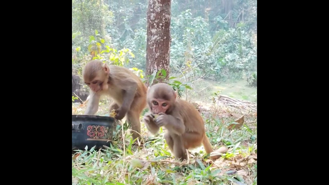 🐒🐒🐒baby monkey  mast time 🐒🐒❤️❤️❤️❤️❤️❤️❤️❤️❤️