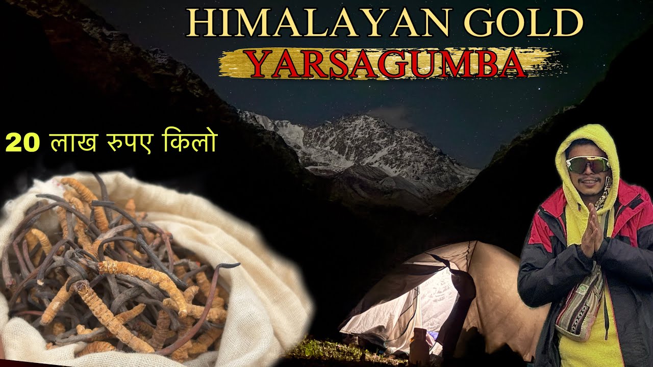 😱 20 Lakh / kg🤑Himalayan Gold Yarsagumba #youtube #shorts