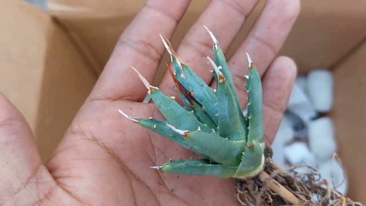 Unboxing Agavero de Plants Market, Agaves de colección