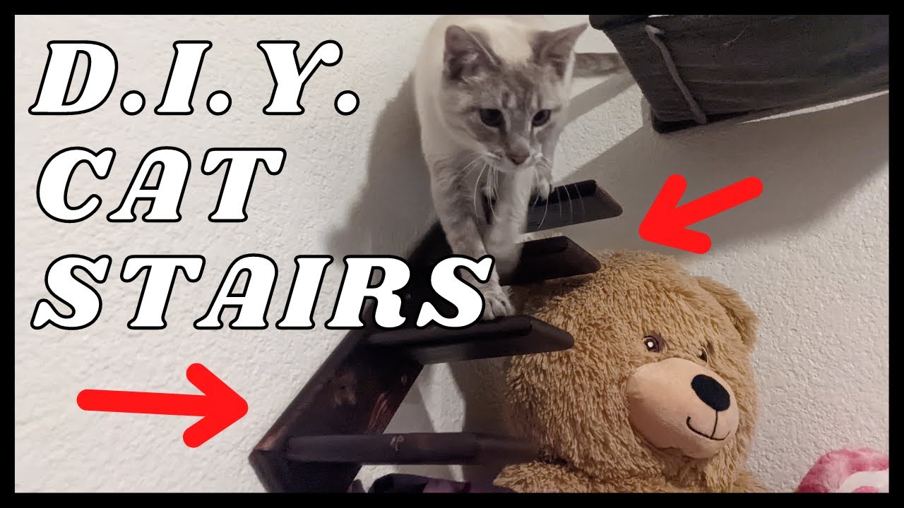 Cat video part 2: D.I.Y. Cat Stairs