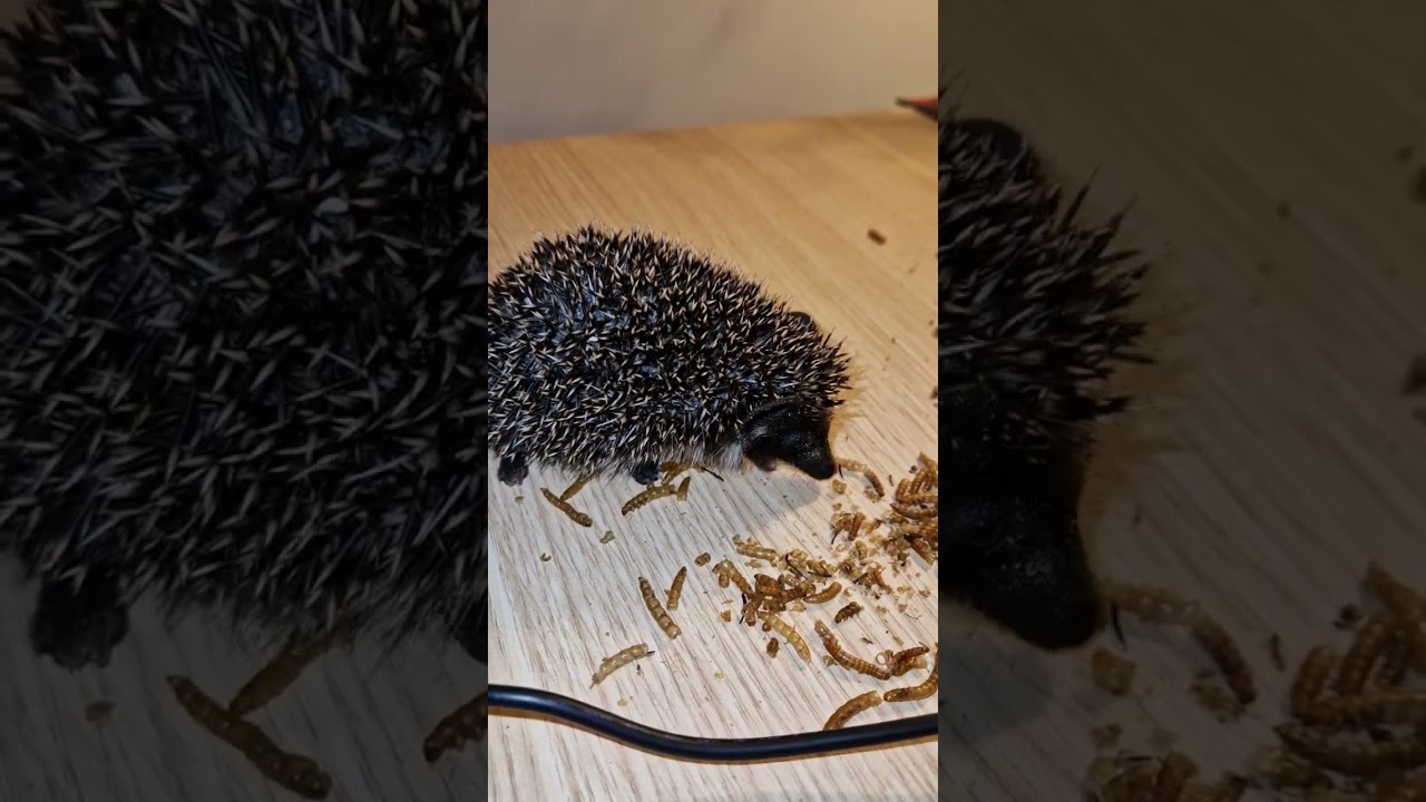 Baby Hedgehog Eat Crunchy Worms for the first time ever