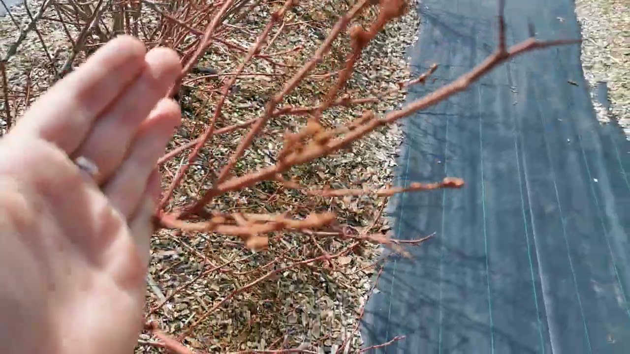 ГОЛУБИКА САДОВАЯ. Первые важные весенние работы. И про клюкву поговорим.