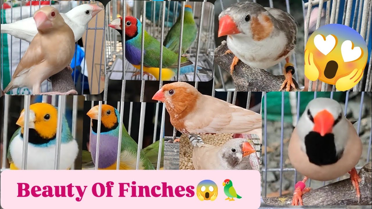 Vlog521 Goldian Finch Ni Boss Jun Quality 😱🦜😱Dito Lang Malabon Pet Market Kahit Maulan⛈️⚡☔⛈️