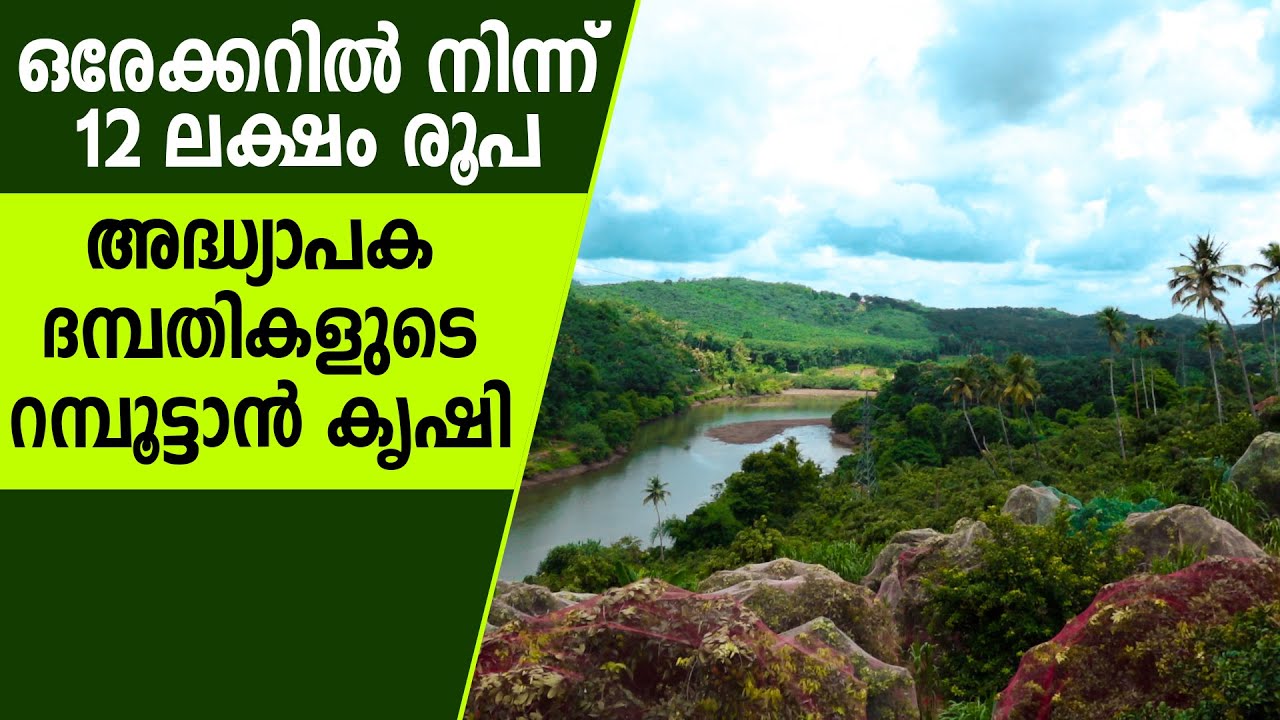 റമ്പൂട്ടാന്‍ കൃഷിയിലൂടെ ലക്ഷങ്ങള്‍ കൊയ്യുന്ന അദ്ധ്യാപക ദമ്പതികള്‍ #fruit #krishi #rambutan #farming