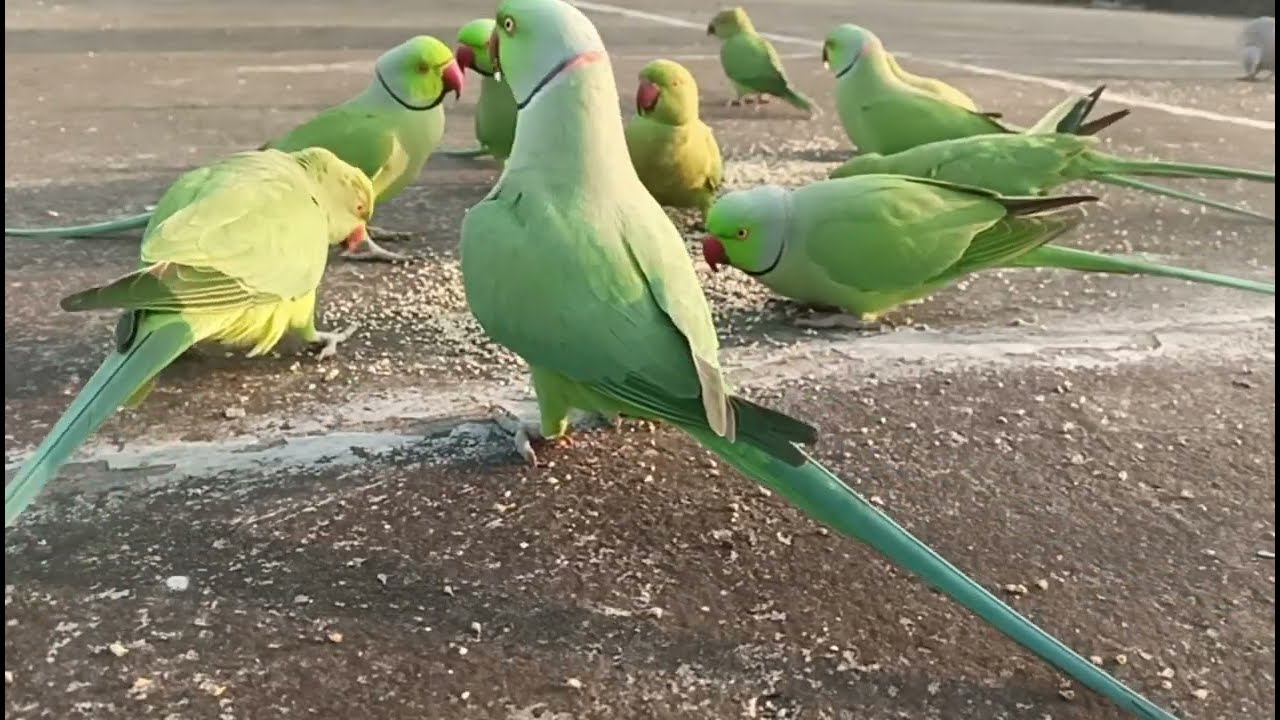 Chhat ke upar cute cute parrot 🦜🦜 aane Lage parrot funny 🤣😂 tota Sundar