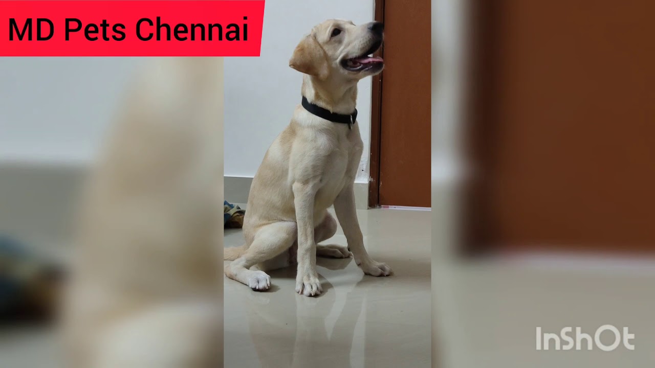 Labrador Puppy | training| sit stay yes No command| Tamil | MD Pets Chennai