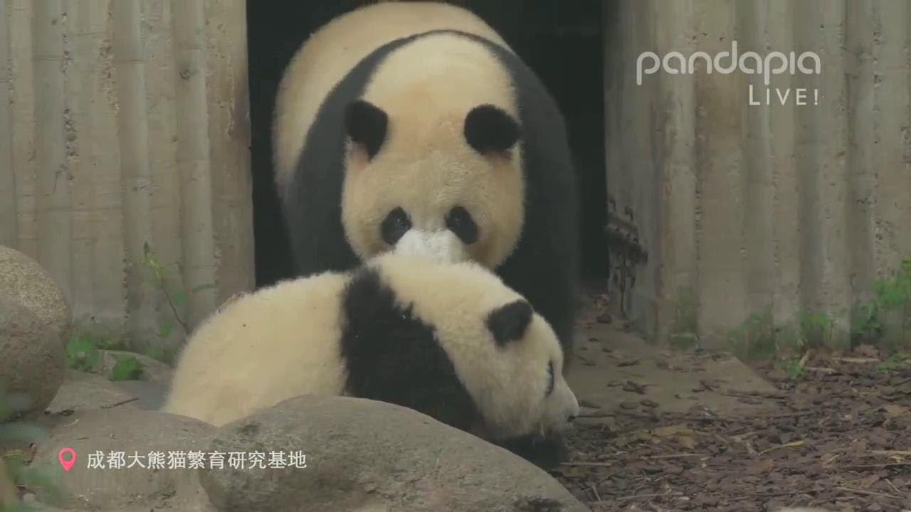 07/10 园润五拖花花 外面下雨花花想出来营业，但园润不准😂 Protective Mom Yuan Run dragged He Hua home 5 times cos it's raining