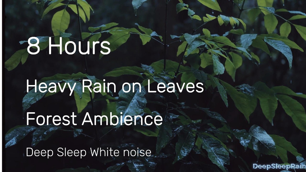 8 Hours Heavy Rain On Leaves in Forest | Intense Rain Ambience | Deep Sleep White Noise