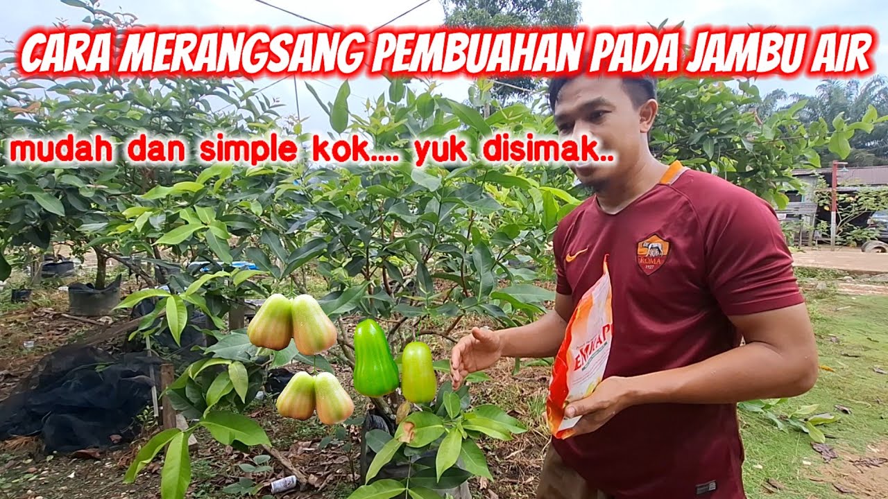 Cara simple dan mudah merangsang keluar bunga dan buah pada jambu air