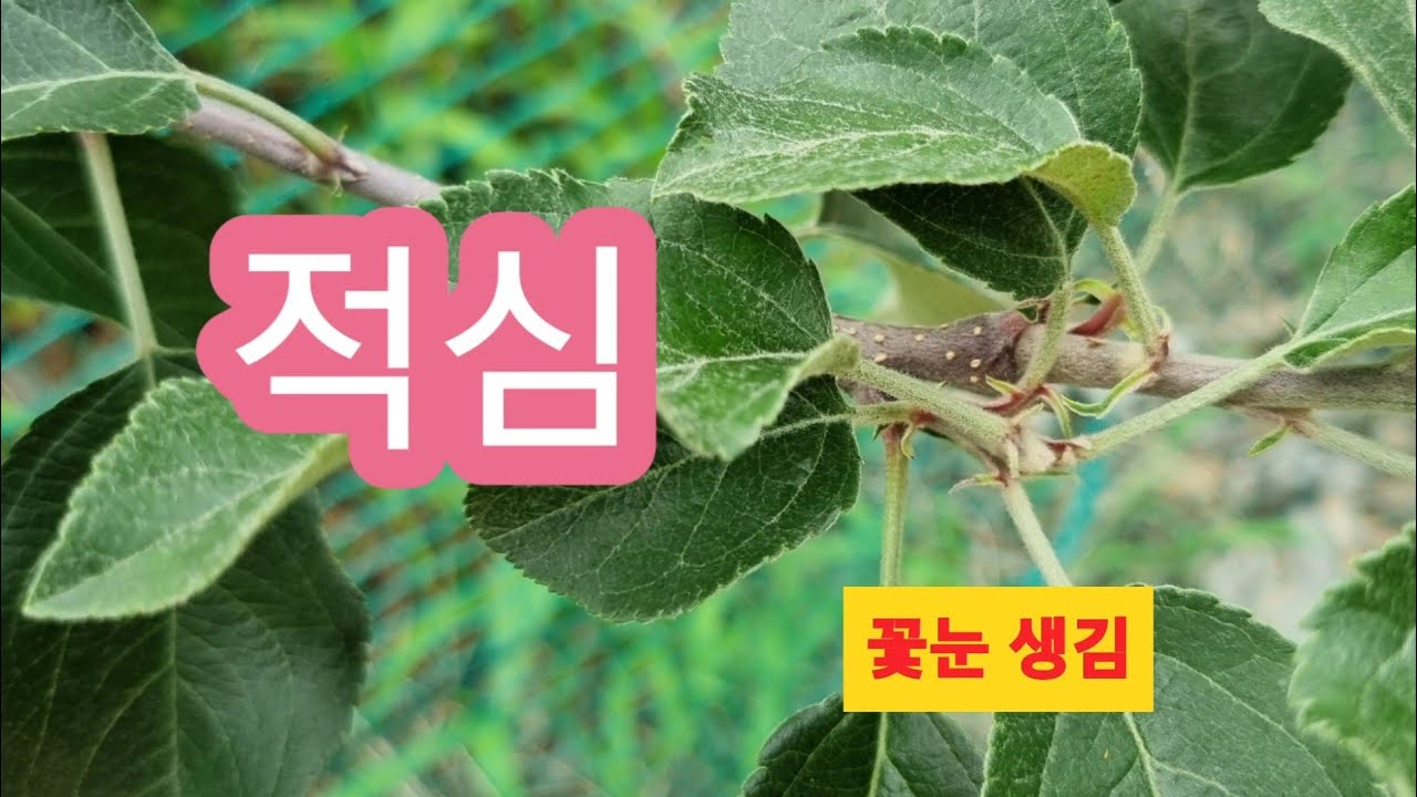 사과나무 적심해서 꽃눈 만드는 방법